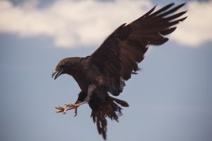 RAVEN-SURVIVAL-GEAR-images