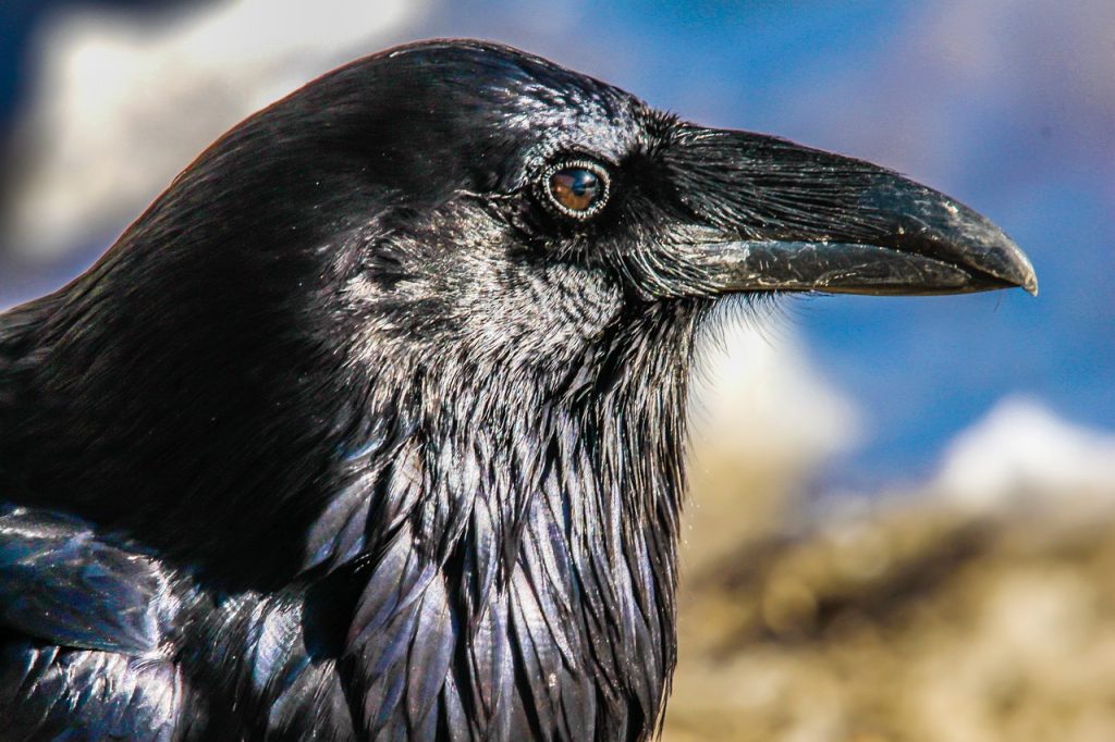 RAVEN-SURVIVAL-GEAR